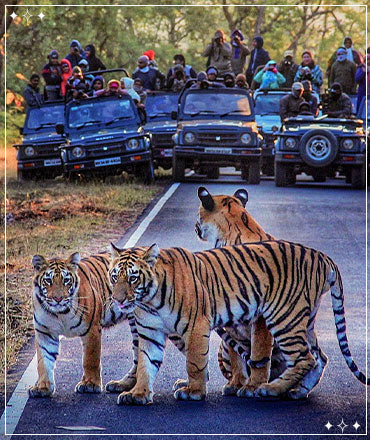 A Wilderness Escapes: Luxury Wildlife Tours In India