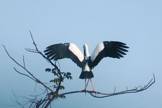 Birdwatching Paradise: The Avian Wonders Of Tadoba Tiger Reserve