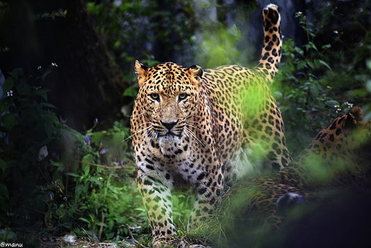 "Connecting People With Nature-The Mission Of Wildlense"