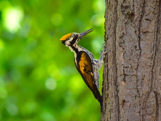 Avian Wonders: Birdwatching Extravaganza In Kanha