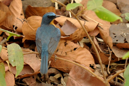 Biodiversity Hotspots: Flora And Fauna Of Madhya Pradesh's National Parks