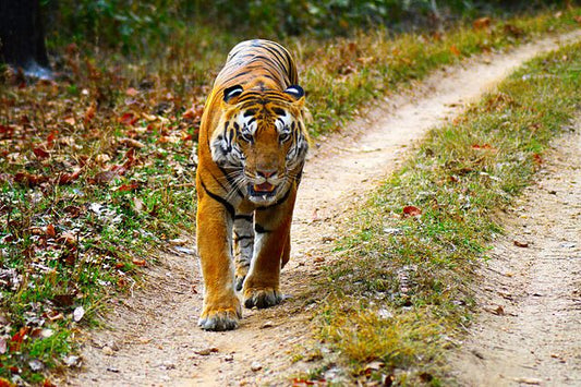Tiger Spotting 101: Best National Parks For Tiger Safaris In Madhya Pradesh