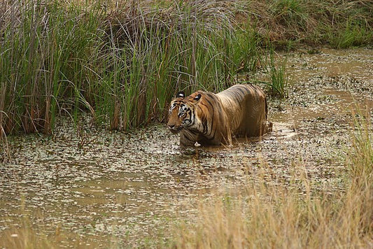 Exploring Tadoba Andhari Tiger Reserve: Maharashtra's Premier Tiger Sanctuary