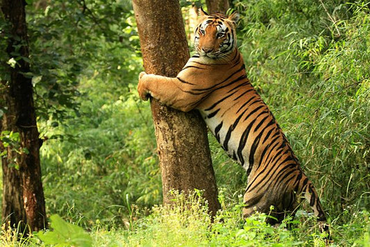 Tales Of The Royal Stripes: Exploring Kanha's Tiger Population