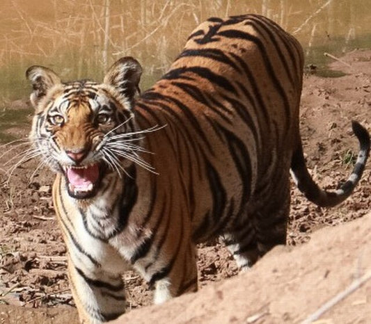 Tiger Tales: The Majestic Cats Of Bandhavgarh