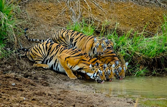 Incredible Tiger Sightings In Tadoba: What Makes It A Must-Visit Reserve