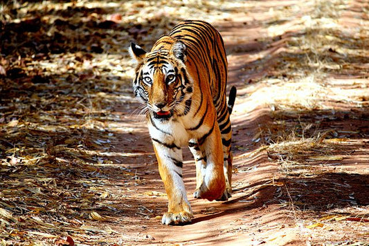 The Enigmatic Tigers Of Bandhavgarh: An Introduction To The Stars Of The Park