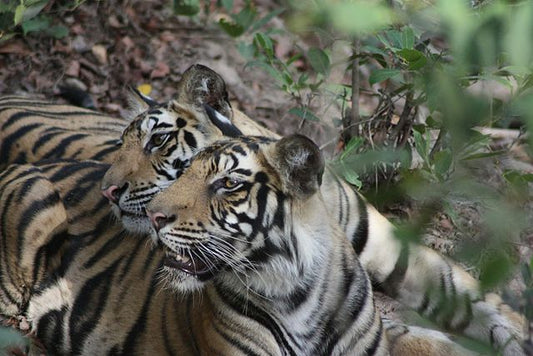 Tiger Tales: Conservation Efforts In Bandhavgarh National Park