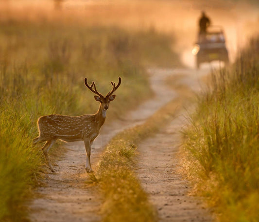 Eco-Tourism At Pilibhit Tiger Reserve: A Sustainable Travel Guide