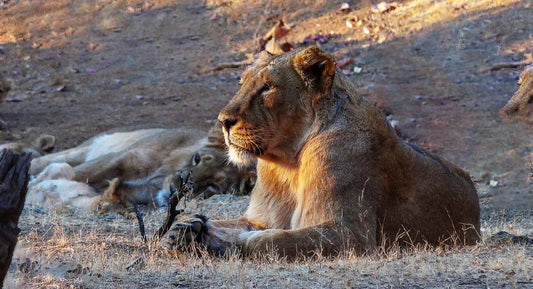 Welcome To Gir - A Home To Endangered Asiatic Lions Wildlense