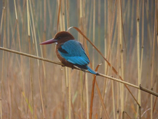 Birdwatcher's Paradise: Avian Diversity In Bandhavgarh