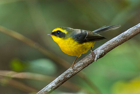 Environmental Significance Of Corbett's Terai Ecosystem