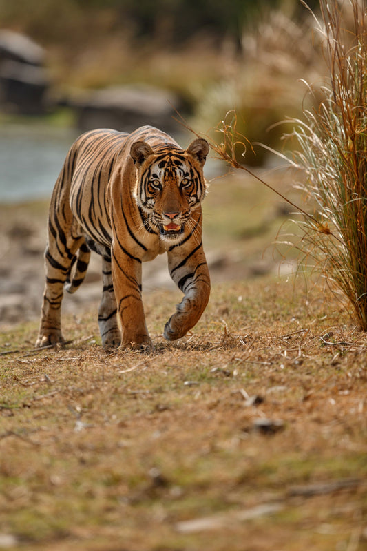 The Ecological Riches Of Pilibhit Tiger reserve, Uttar Pradesh