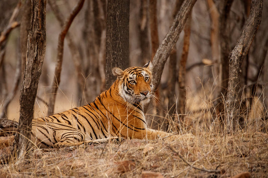 Jim Corbett National Park: The Birthplace Of Tiger Conservation In India