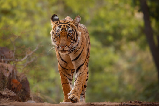 Tiger Tales: Tracking The Majestic Bengal Tiger In India