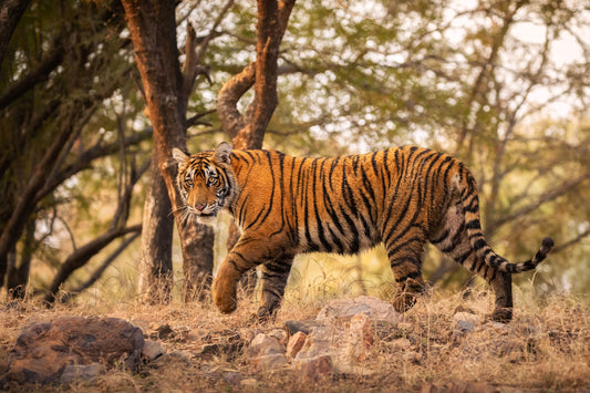Tadoba Andhari Tiger Reserve: Maharashtra's Premier Tiger Sanctuary