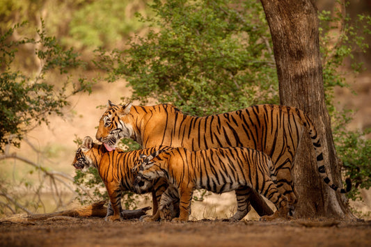 The Beauty of Silent Observation in The  Wild