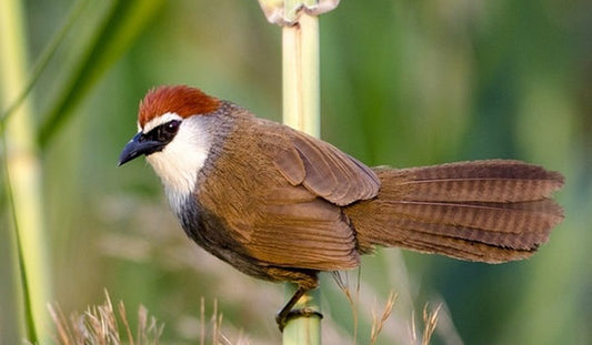 Birdwatcher's Paradise: Dudhwa's Avian Wonders