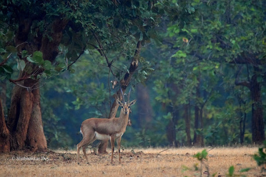 Beyond Tigers: Lesser-Known Species Of Sanjay Dubri Tiger Reserve