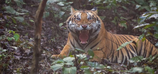 Preserving Paradise: Sustainable Practices And Initiatives At Pilibhit Tiger Reserve