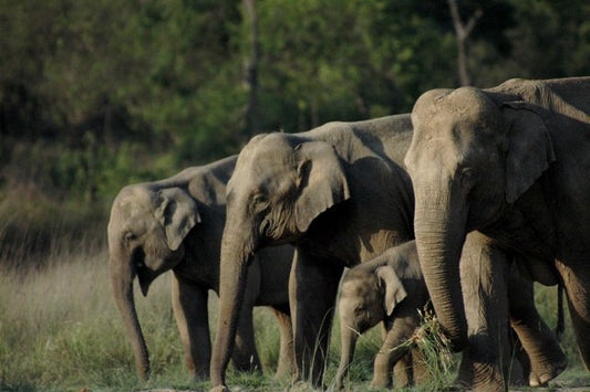 Rajaji National Park: A Historic And Natural Marvel