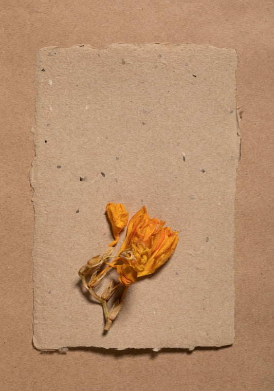 From Paper to Plants: The Journey of a Plantable Wedding Card