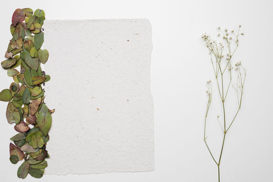 The Science Behind Seed Paper: How Does It Work?