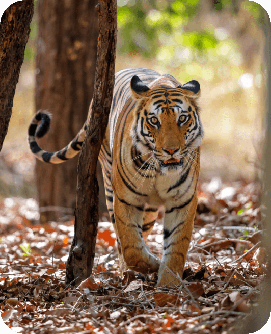 Conservation Chronicles: Protecting Tigers In Bandhavgarh National Park