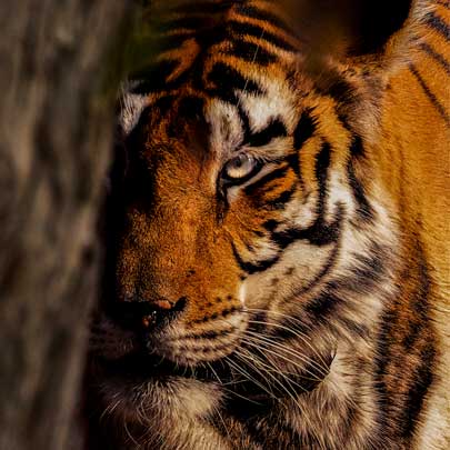 How Human Activities Affect Wildlife Habitats