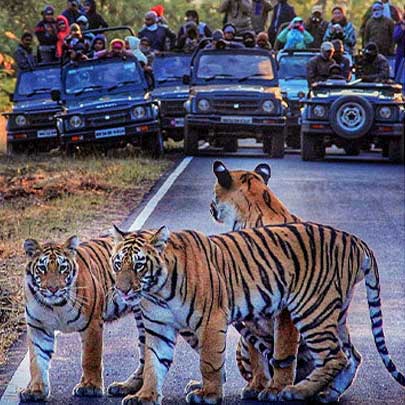 The Magic of Morning Safari:   Experiencing Wildlife Up Close