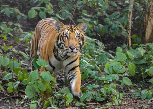 Photographing The Wildlife Of Pilibhit Tiger Reserve: Tips From Experts