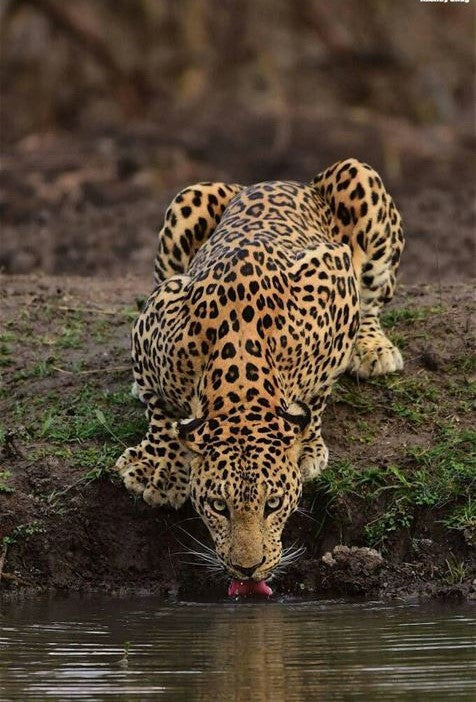 Wildlife Conservation: Why Every Animal Counts