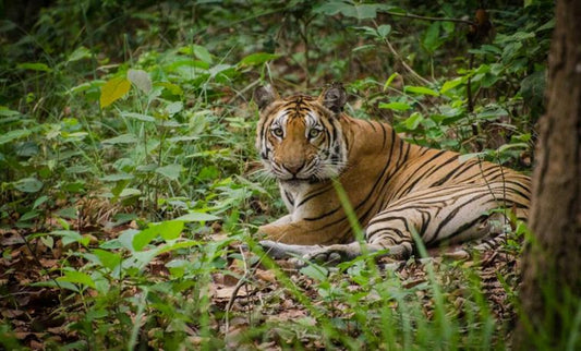 A Day In The Life: Experiences From The Pilibhit Tiger Reserve Forest Guards