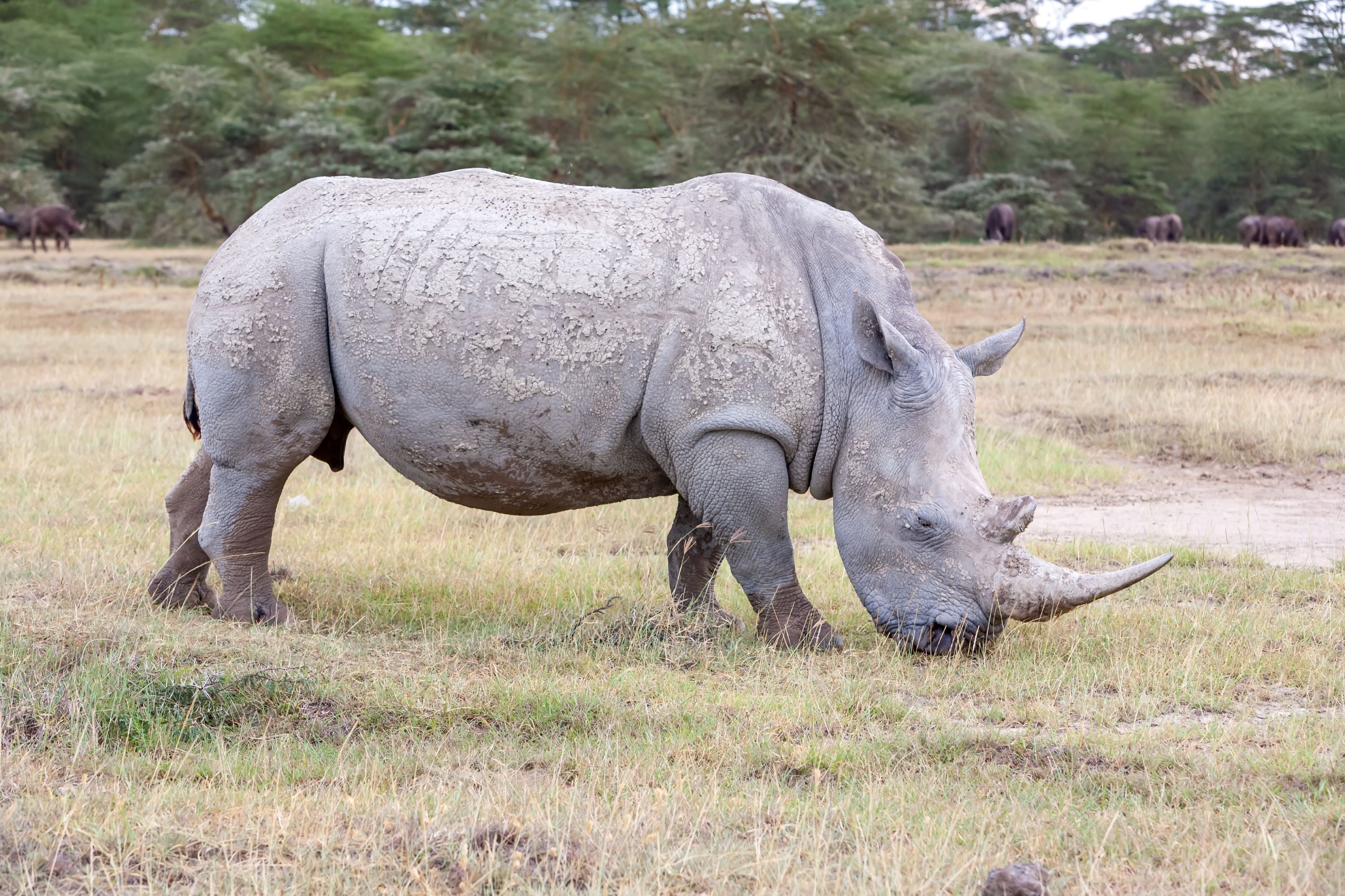 Conservation Triumph: The Story Of Rhinoceros Rehabilitation In Uttar ...