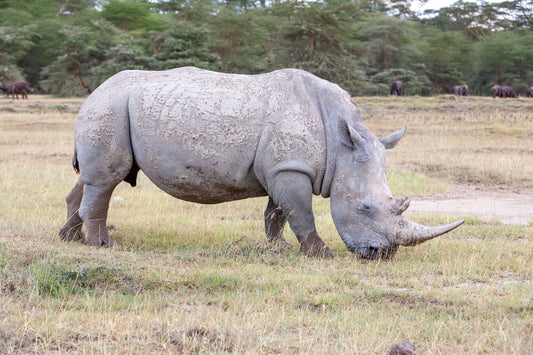 Conservation Triumph: The Story Of Rhinoceros Rehabilitation In Uttar Pradesh