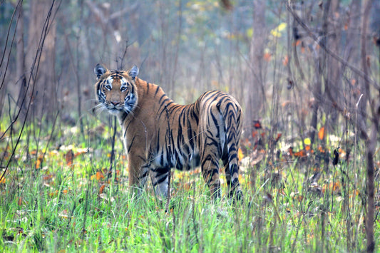Eco-tourism: How It Is Redefining Responsible Travel