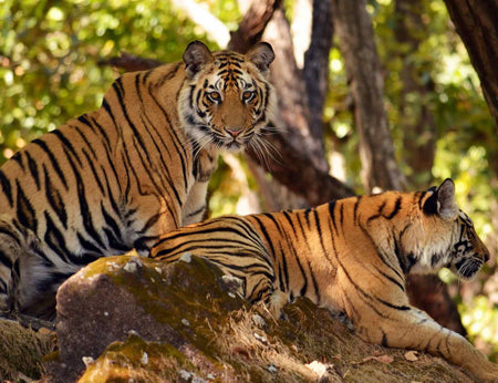 Dudhwa's Tiger Tales: Tracking The Big Cats