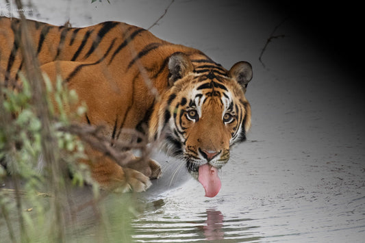 Eco-Tourism: Travelling Sustainably in 2025