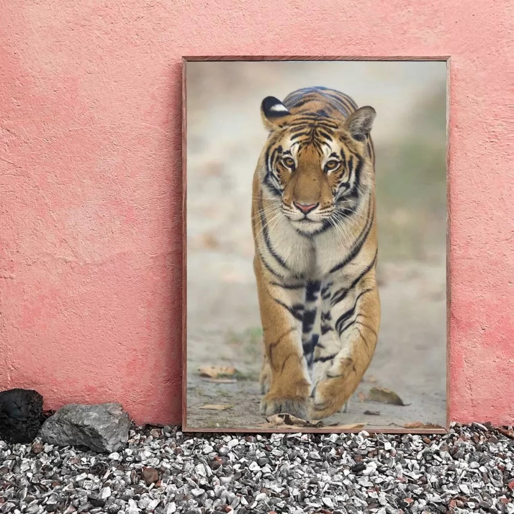 Frame Of Tigress From Kishanpur By Prakhar Krishan Wildlense